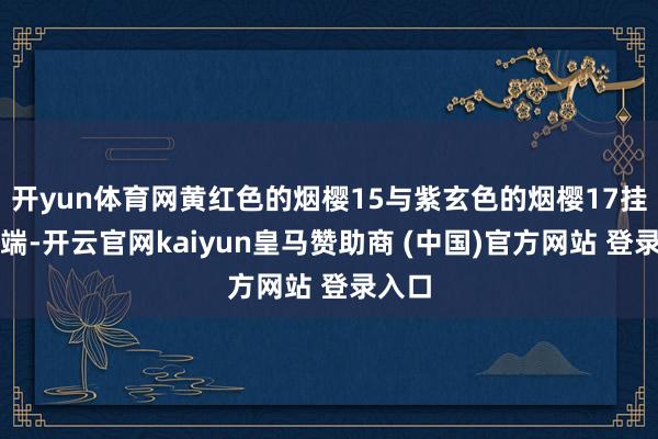 開(kāi)yun體育網(wǎng)黃紅色的煙櫻15與紫玄色的煙櫻17掛滿枝端-開(kāi)云官網(wǎng)kaiyun皇馬贊助商 (中國(guó))官方網(wǎng)站 登錄入口